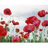 coquelicot-evenement-vignette